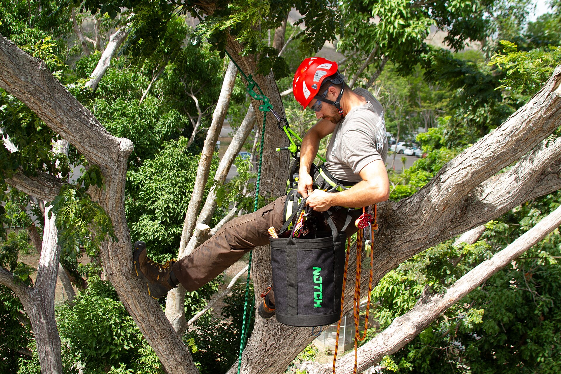 Professional arborist using climbing equipment in a mature tree