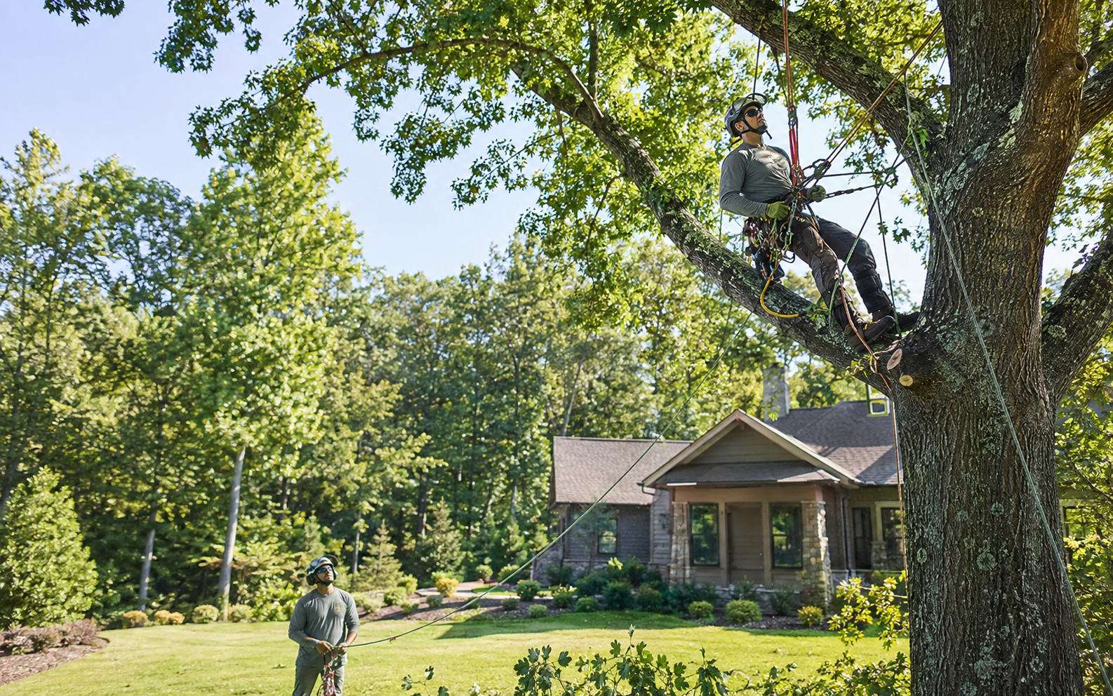 Professional arborist pruning a mature oak at a Georgia home
